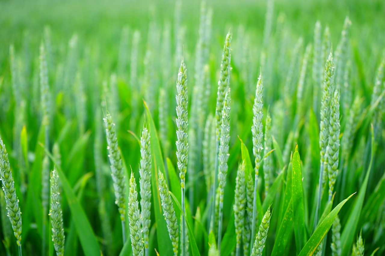 Promoting the Adoption of Conservation Agriculture to Enhance the Resilience of Cereals-Based Systems