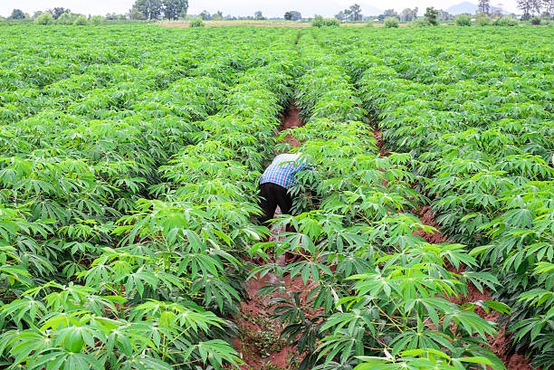 AKILIMO: Trainers Course on Cassava Agronomy